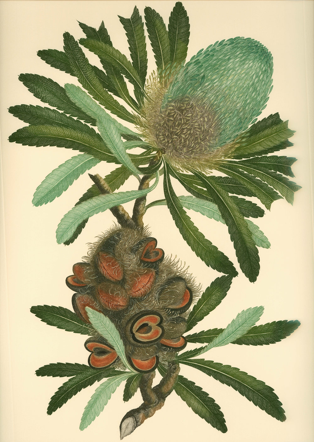 Banks Florilegium State Library Of South Australia