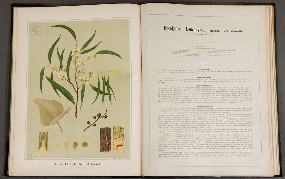 The forest flora of South Australia