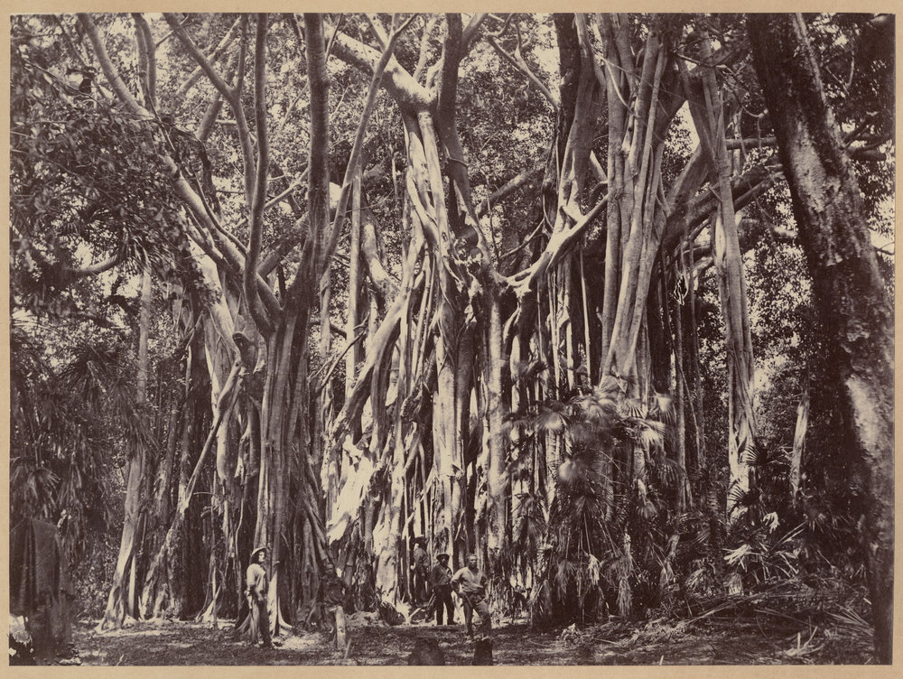 Banyon trees, Northern Territory