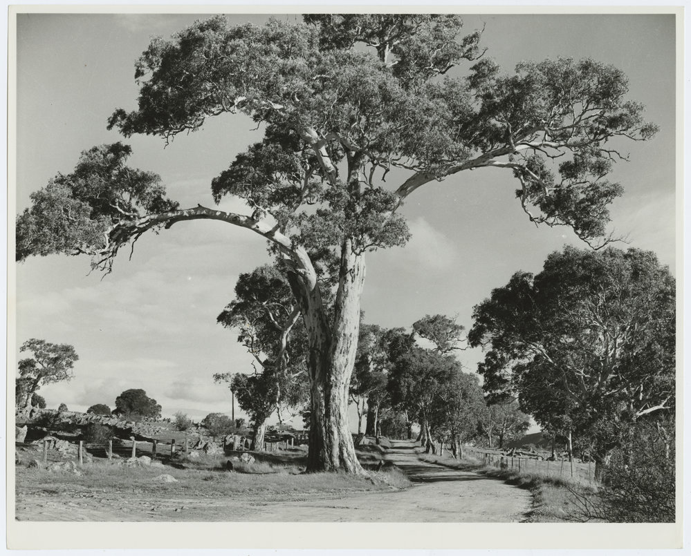 Eucalyptus in the Mt. Lofty Ranges