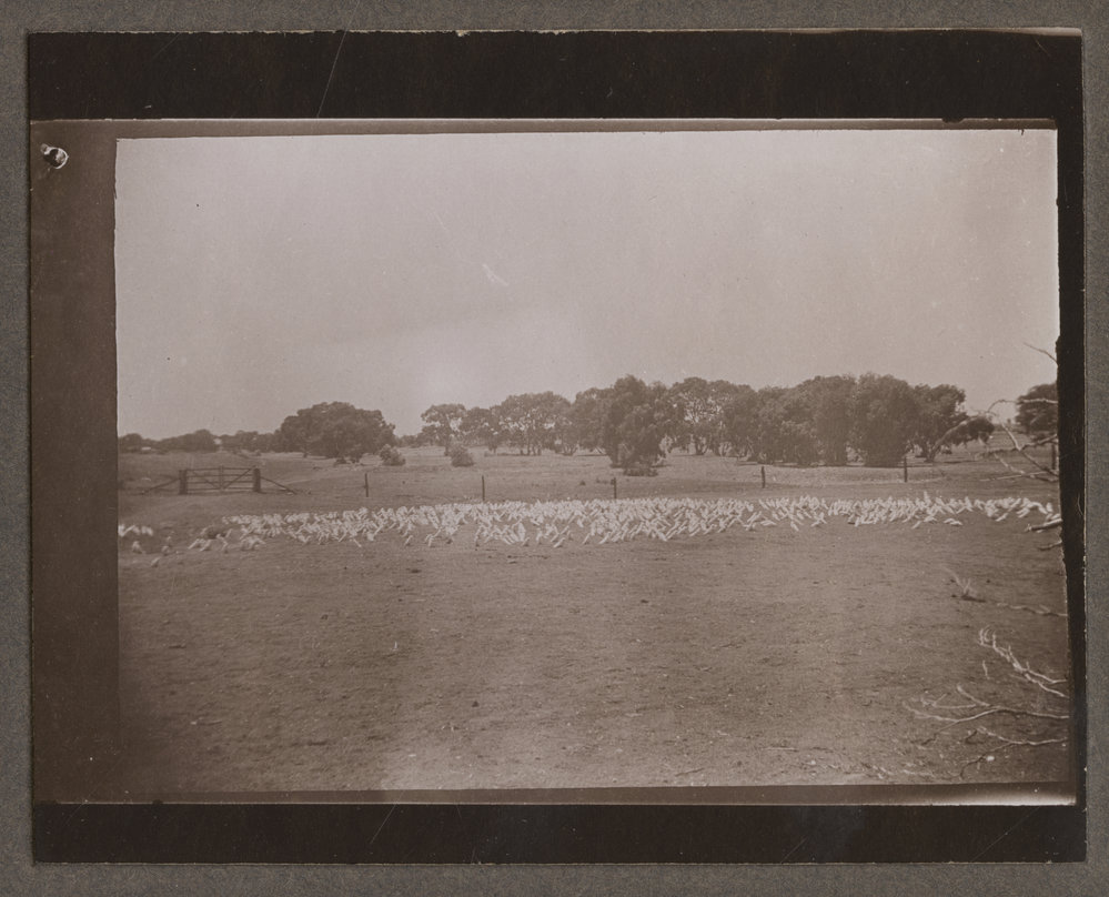 Cockatoos at Stone Tank