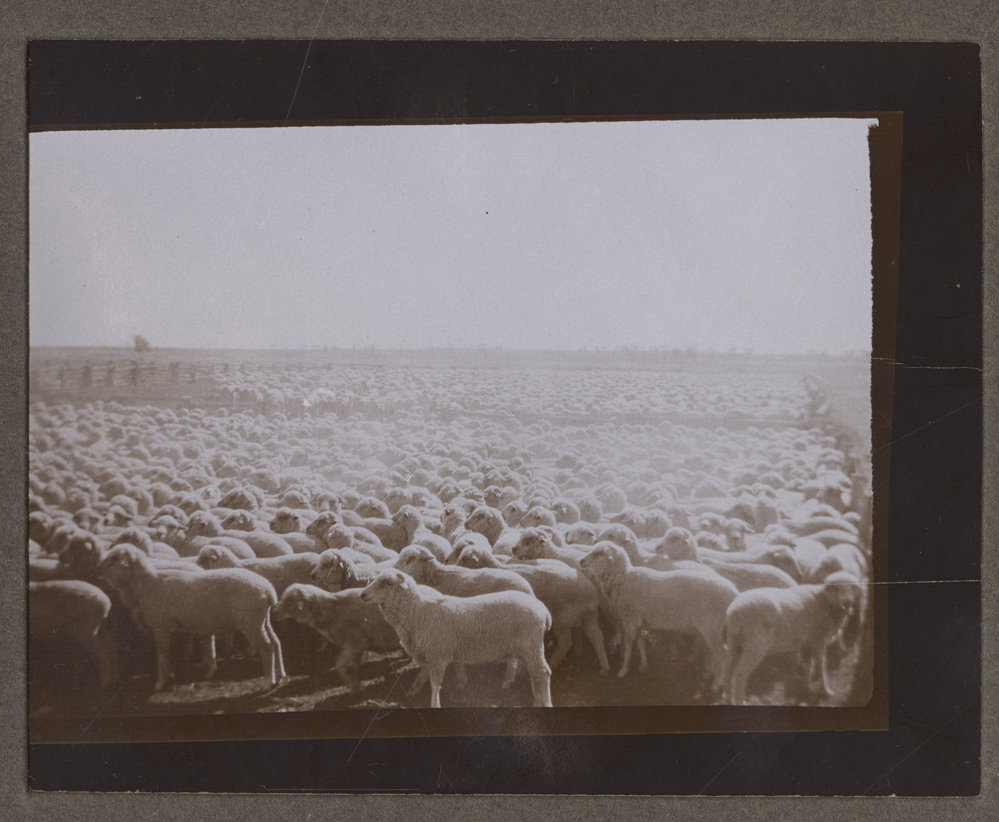 Sheep yards at Mutooroo Station