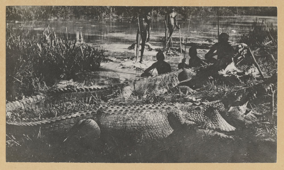 Crocodiles, Darwin