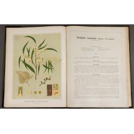 The forest flora of South Australia