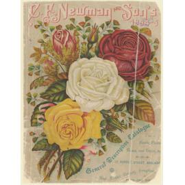 CF Newman & Son Catalogue