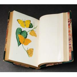 Zoological illustrations ...