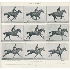 At a gallop