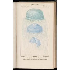 Actinozoaires Medusaires