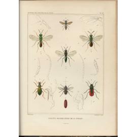 Histoire des insectes nuisibles a la vigne