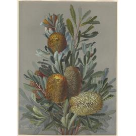 Rosa Fiveash botanical artwork