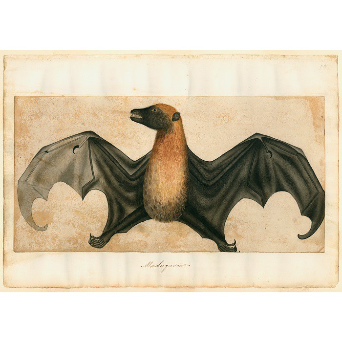 National Treasures from Australia's Great Libraries