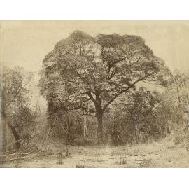Stuart's tree