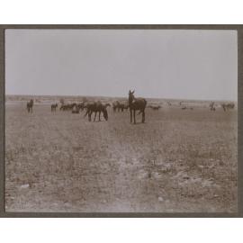 Five Mile Paddock, near Dingo Catch
