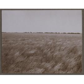 Duffields near Acacia Dam