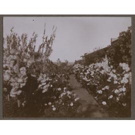 Garden at Mutooroo Station