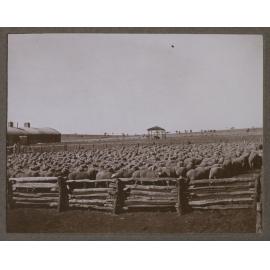 Sheep yards, Mutooroo Station