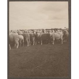 Sheep at Mutooroo Station
