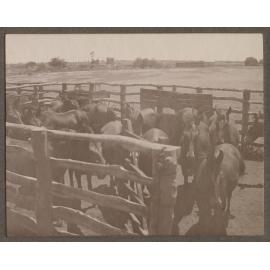 Stock yards, Mutooroo Station