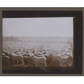 Sheep yards at Mutooroo Station