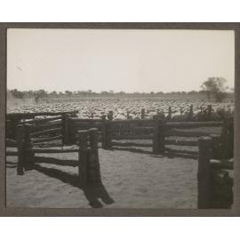 Sheep yard at Mulyungarie Station