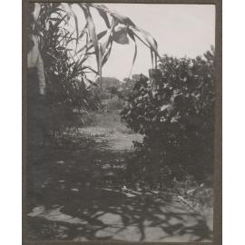 Trees at Mutooroo Station