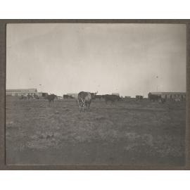 Livestock at Lake Dismal