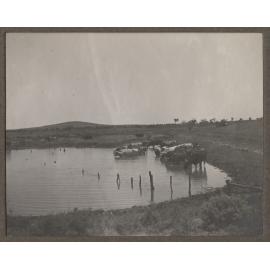 Livestock at Faraway Hill