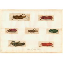 Sketches of Australian fishes, etc.