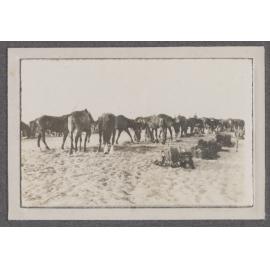 3rd Light Horse Regiment, MG Section