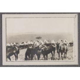 Horses of Ross Smith