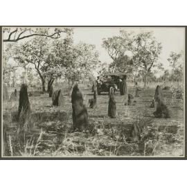 Termite mounds