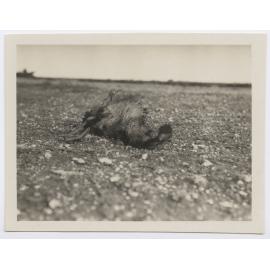 Emu lying on its side