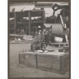 Bill the cat