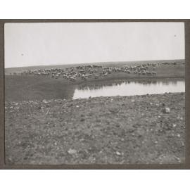 Sheep by a dam