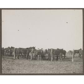 Mules at Lake Dismal