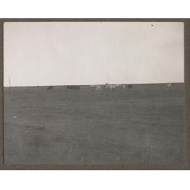 Cattle at Lake Dismal