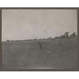 Setting up bird catching nets