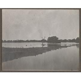 'Force 'em up' swamp