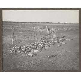 Rabbits, Mutooroo Station