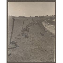 Rabbits, Mutooroo Station