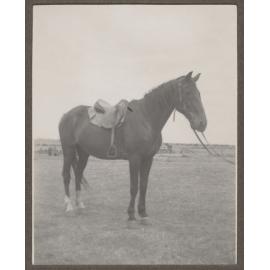 Horse, Mutooroo Station