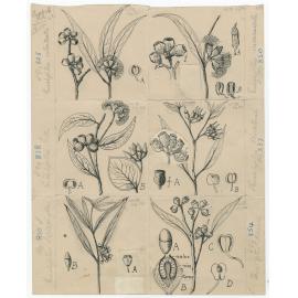 John McConnell Black botanical artwork