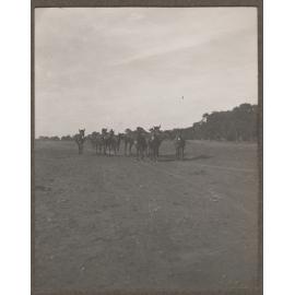 Mules at Mutooroo Station