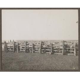 Sheep at Mutooroo Station