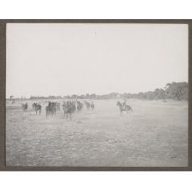 Rounding up horses