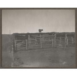 Corral, Mutooroo Station