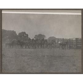 Horses in a corral