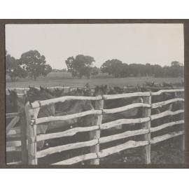 Horses in a corral