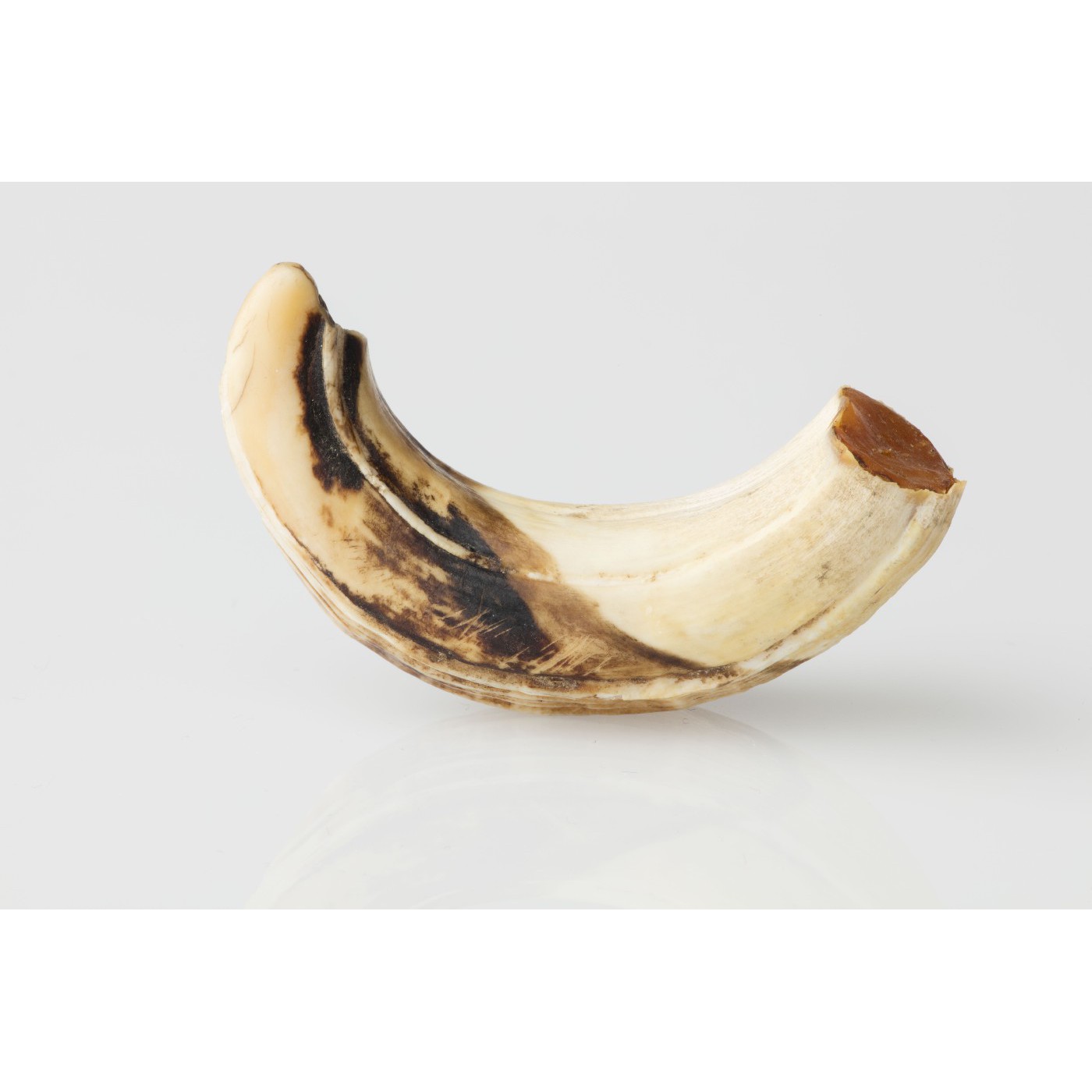 Tusk