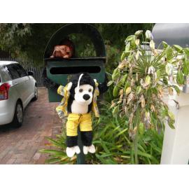 Monkey on mailbox